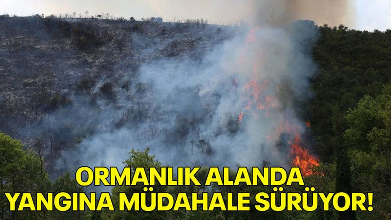 Ormanlık alanda yangına müdahale sürüyor!